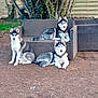 animal, backyard, blue_eyes, canine, dirt, dog, fur, furniture, grass, nature, outdoor, pet, relaxing, resting, siberian_husky, sitting, sofa, three_dogs, tree, wooden_fence