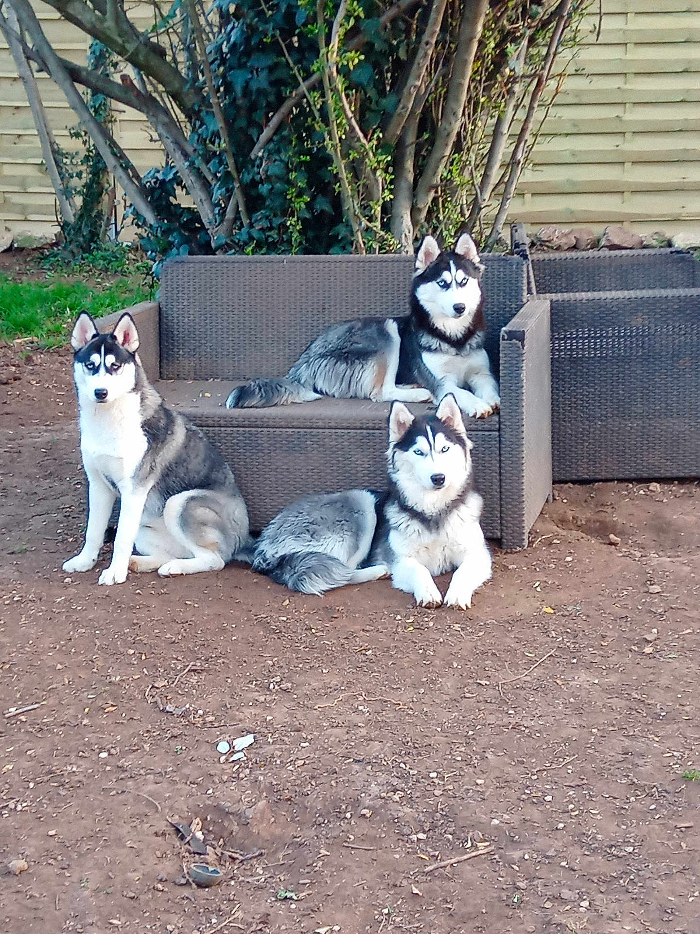Baudino participe au concours pour gagner de l'argent avec cette photo : animal, backyard, blue_eyes, canine, dirt, dog, fur, furniture, grass, nature, outdoor, pet, relaxing, resting, siberian_husky, sitting, sofa, three_dogs, tree, wooden_fence