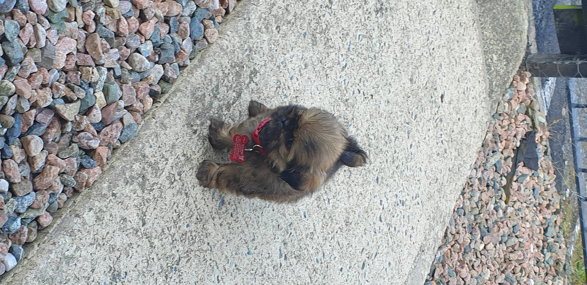 Mike is registered to the contest to win money with this photo: asphalt, bedrock, canidae, carnivore, claw, cobblestone, concrete, dog_breed, felidae, flooring, fur, grass, grey, paw, road_surface, sidewalk, small_to_medium_sized_cats, tail, tar, terrestrial_animal