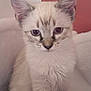 Nala participe au concours pour gagner de l'argent avec cette photo : kitten, cat, animal, pet, feline, fluffy, cute, sitting, indoor, young, fur, ears, whiskers, tail, eyes, face, cozy, soft, curious, domestic