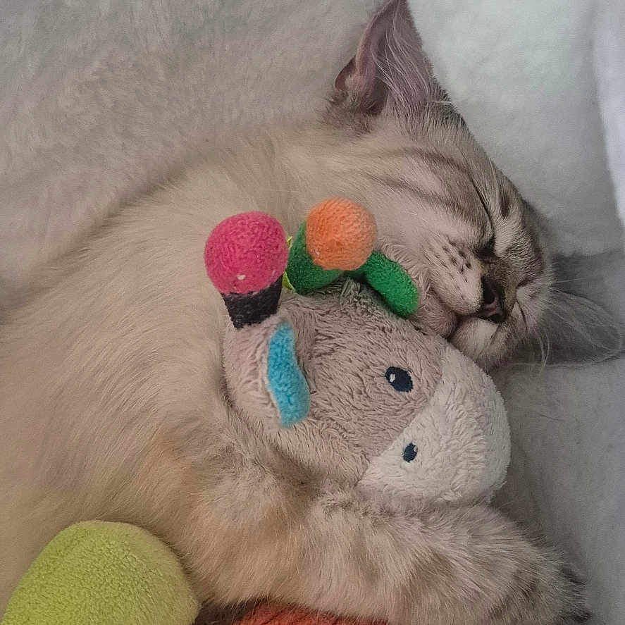 Nala a rejoint le concours — aidez-le/la à gagner de superbes lots ! animal, blanket, cat, closeup, colorful, comfort, cozy, cute, feline, fur, hand, hugging, indoor, nap, peaceful, pet, plush_toy, resting, sleeping, soft