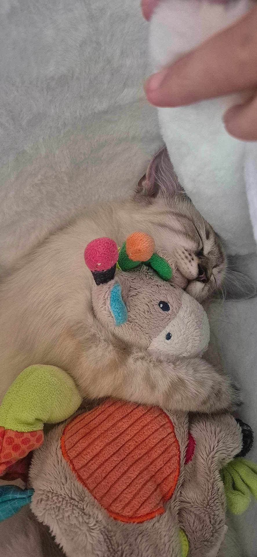 Nala a rejoint le concours — aidez-le/la à gagner de superbes lots ! cat, sleeping, plush_toy, hugging, blanket, cozy, soft, cute, feline, resting, closeup, indoor, pet, animal, hand, comfort, nap, fur, colorful, peaceful