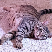Harley Quinn joined the competition — help win amazing prizes! cat, tabby, pet, animal, feline, indoor, carpet, stretching, relaxed, paw, whiskers, ears, fur, striped, cute, looking, lying_down, domestic, mammal, closeup