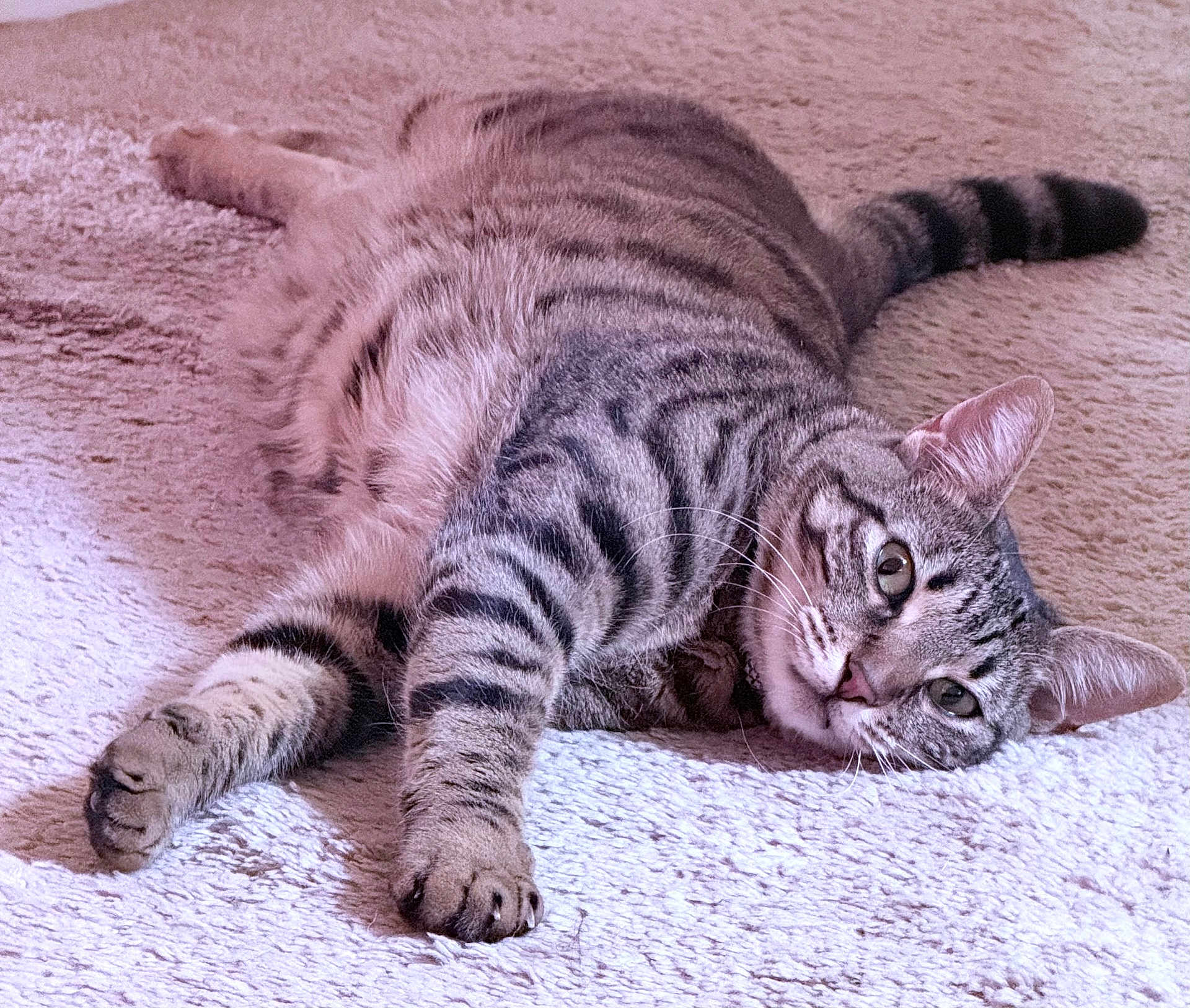 Harley Quinn joined the competition — help win amazing prizes! cat, tabby, pet, animal, feline, indoor, carpet, stretching, relaxed, paw, whiskers, ears, fur, striped, cute, looking, lying_down, domestic, mammal, closeup