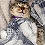 cat, tabby, sleeping, blanket, cozy, indoor, pet, fur, resting, comfort, patterned_blanket, cute, animal, paw, relaxed, domestic_cat, warmth, snuggled, calm, home