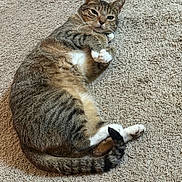 Bambam is registered to the contest to win money with this photo: cat, tabby, pet, animal, feline, carpet, indoor, relaxed, cute, paws, fur, striped, whiskers, tail, lying_down, domestic_animal, resting, mammal, cute_pet, cozy