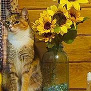 Lilly is registered to the contest to win money with this photo: cat, animal, pet, calico_cat, sitting, portrait, sunflowers, flowers, vase, glass_jar, wooden_wall, rustic, indoors, home_decor, shelf, patterned_fabric, yellow_flowers, green_leaves, cozy, still_life