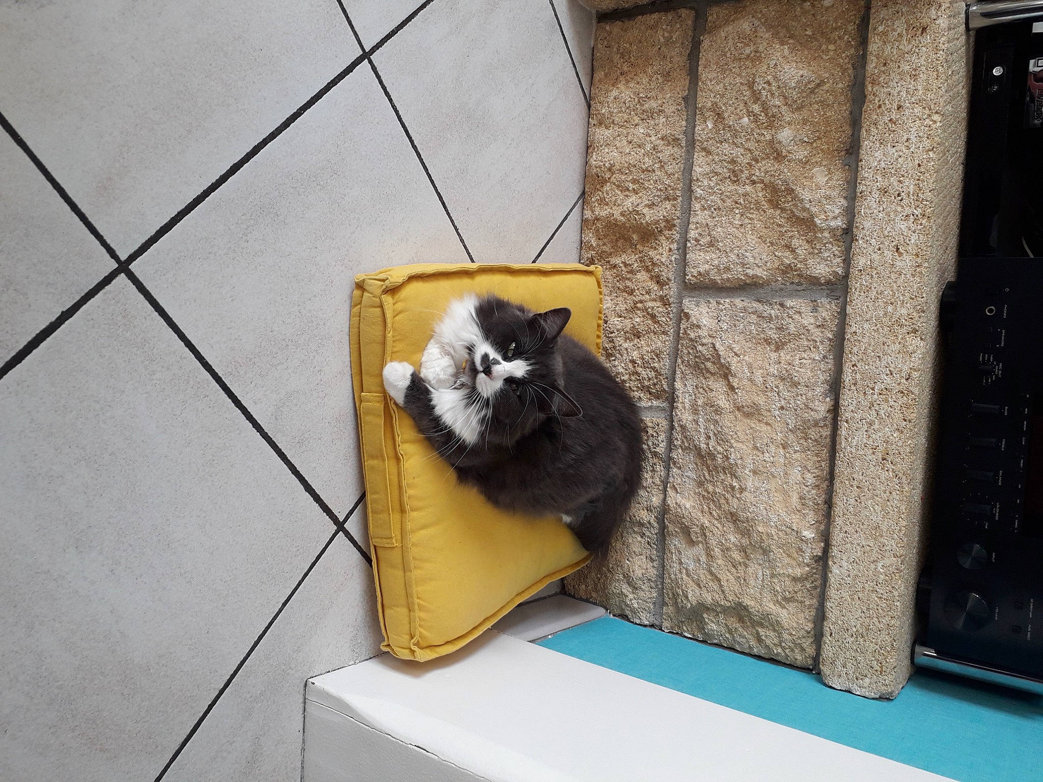 Gaia a rejoint le concours — aidez-le/la à gagner de superbes lots ! box, canidae, carnivore, cat, cat_supply, comfort, domestic_short_haired_cat, felidae, floor, flooring, fur, hardwood, rectangle, room, small_to_medium_sized_cats, sporting_group, tail, tile_flooring, whiskers, wood