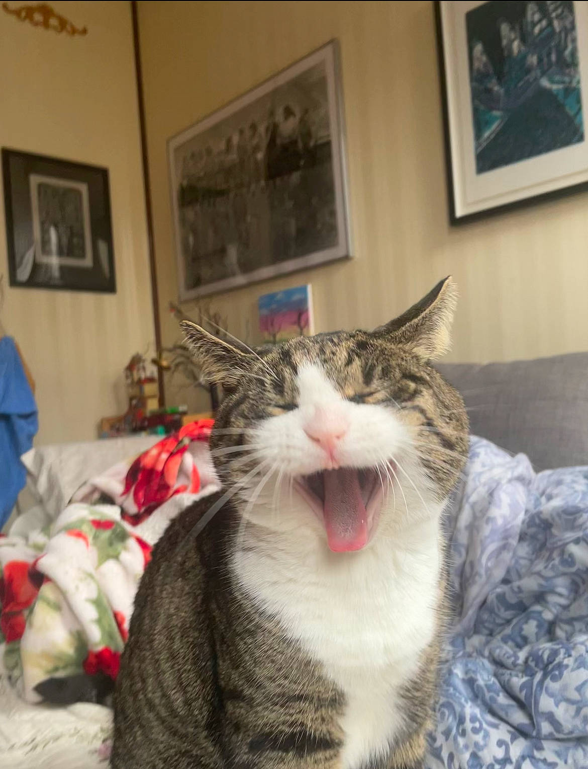 Papito joined the competition — help win amazing prizes! carnivore, cat, comfort, domestic_short_haired_cat, door, fang, felidae, fur, paw, picture_frame, small_to_medium_sized_cats, smile, snout, whiskers