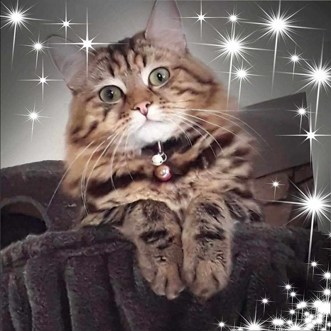 Kittie
