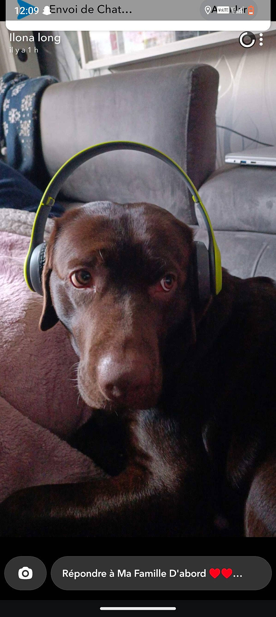 Falco a rejoint le concours — aidez-le/la à gagner de superbes lots ! borador, canidae, carnivore, companion_dog, dog, dog_breed, ear, eye, fawn, fur, guard_dog, gun_dog, labrador_retriever, liver, pointing_breed, retriever, snout, sporting_group, whiskers, working_animal