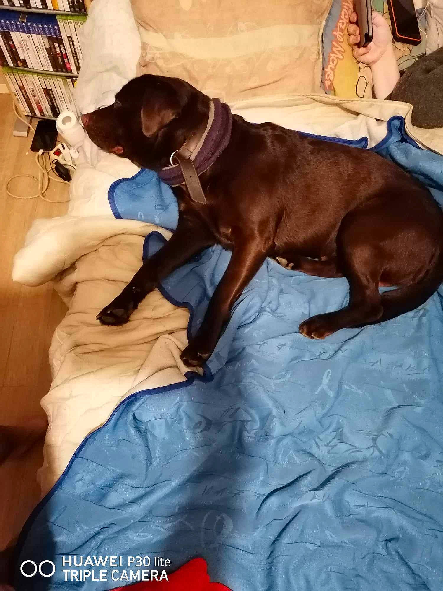 Falco a rejoint le concours — aidez-le/la à gagner de superbes lots ! canidae, carnivore, collar, comfort, companion_dog, dog, dog_breed, dog_collar, dog_supply, fawn, fur, guard_dog, leash, linens, liver, pet_supply, sporting_group, tail, toy_dog, working_animal