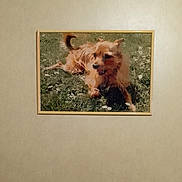 Lyna participe au concours pour gagner de l'argent avec cette photo : dog_artwork, framed_picture, cross_stitch, pixelated_image, wall, beige_wall, dog, grass, indoor, decor, hanging_picture, animal_art, brown_dog, grass_background, needlework, craft, home_decor, art_frame, textile_art, handmade