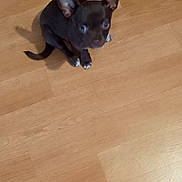 Alma a rejoint le concours — aidez-le/la à gagner de superbes lots ! dog, puppy, black_dog, small_dog, sitting, animal, pet, ears, face, eyes, short_hair, tail, paws, wooden_floor, indoor, home, floor, photography, portrait, cute