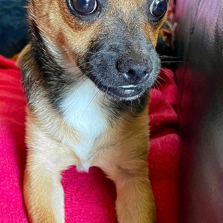éros a rejoint le concours — aidez-le/la à gagner de superbes lots ! animal, canine, chihuahua, couch, cushion, dog, furniture, homedecor, pet, puppy