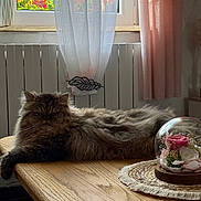 Yara a rejoint le concours — aidez-le/la à gagner de superbes lots ! cat, fluffy, table, wooden_table, curtains, window, flowers, vase, glass_dome, roses, preserved_flowers, indoor, natural_light, cozy, relaxing, furniture, pet, domestic_animal, home_decor, calm