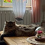 cat, fluffy, table, wooden_table, curtains, window, flowers, vase, glass_dome, roses, preserved_flowers, indoor, natural_light, cozy, relaxing, furniture, pet, domestic_animal, home_decor, calm