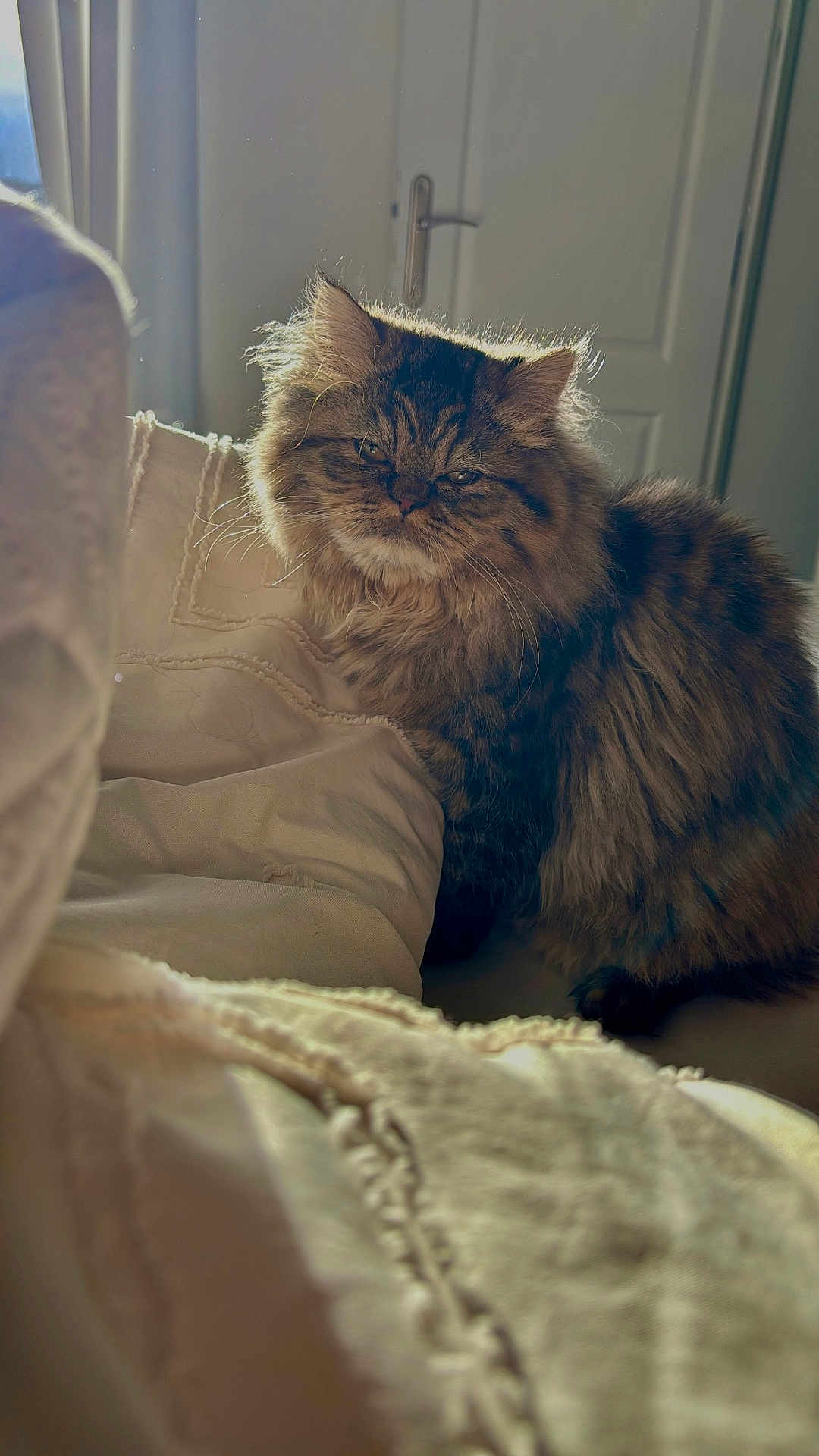 Yara participe au concours pour gagner de l'argent avec cette photo : cat, fluffy, indoor, blanket, cozy, furniture, pet, fur, sleepy, relaxed, home, sunlight, portrait, animal, cute, tabby, whiskers, ears, soft, texture