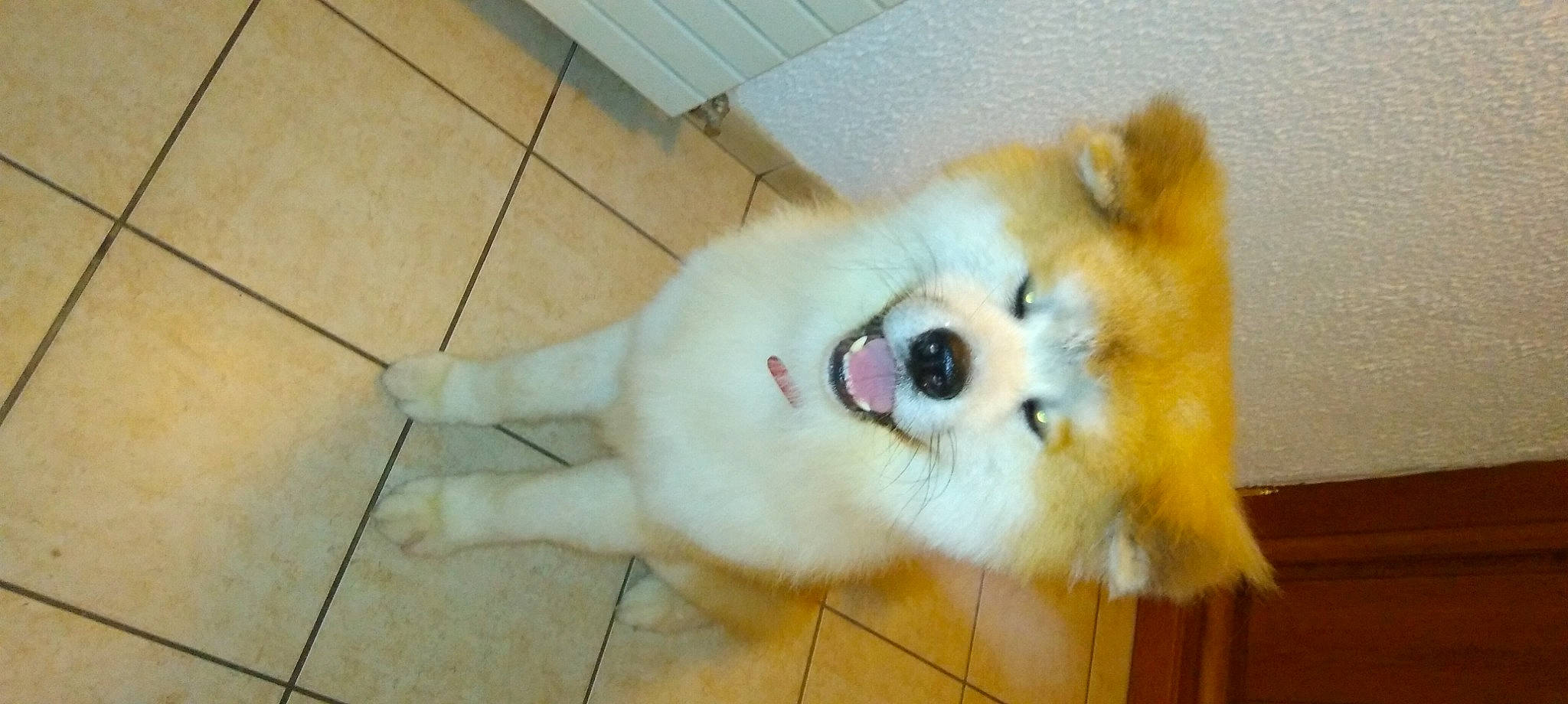 Taychou a rejoint le concours — aidez-le/la à gagner de superbes lots ! carnivore, companion_dog, dog, dog_breed, fawn, flooring, fur, german_spitz_klein, german_spitz_mittel, hardwood, paw, snout, spitz, sporting_group, terrestrial_animal, tile_flooring, volpino_italiano, whiskers, wood, working_animal