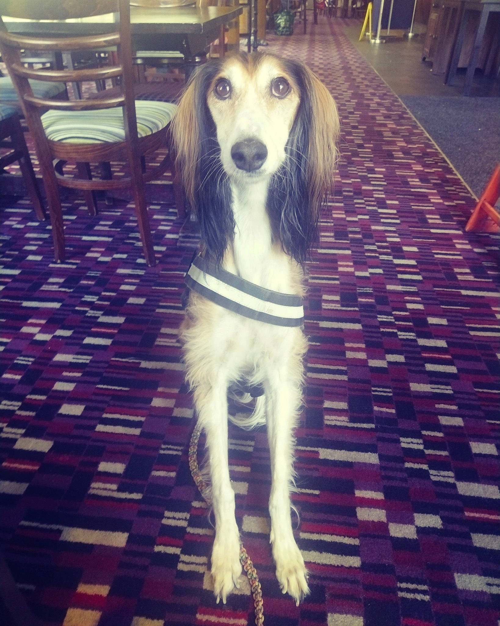 Roxy is registered to the contest to win money with this photo: carnivore, chair, companion_dog, dog, dog_breed, fawn, floor, flooring, fur, light, line, metal, photograph, sidewalk, snapshot, snout, sporting_group, square, wood, working_animal