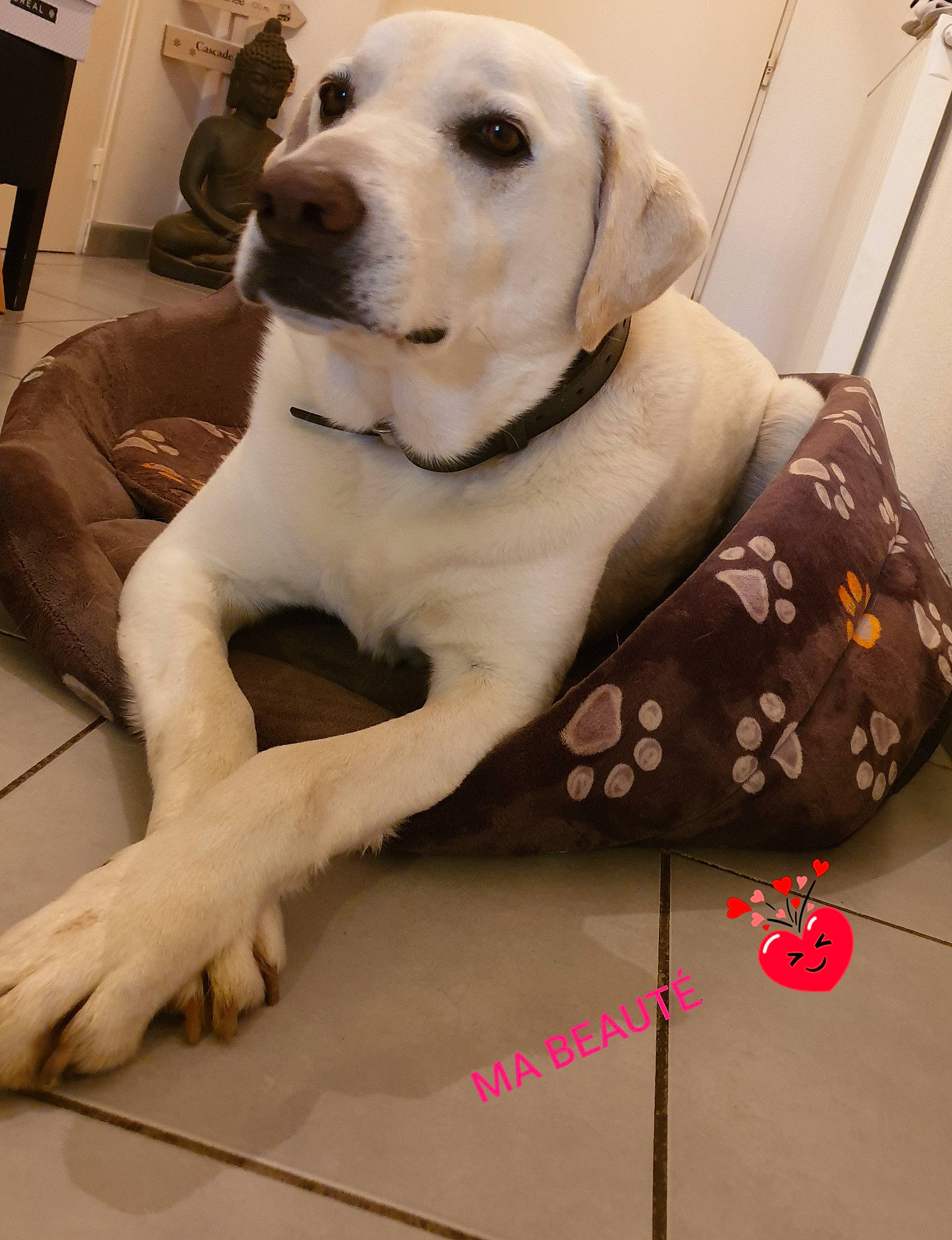 Gasper a rejoint le concours — aidez-le/la à gagner de superbes lots ! beagador, canidae, carnivore, companion_dog, dog, dog_breed, fawn, labrador_retriever, mammal, retriever, snout, sporting_group, tail, vertebrate