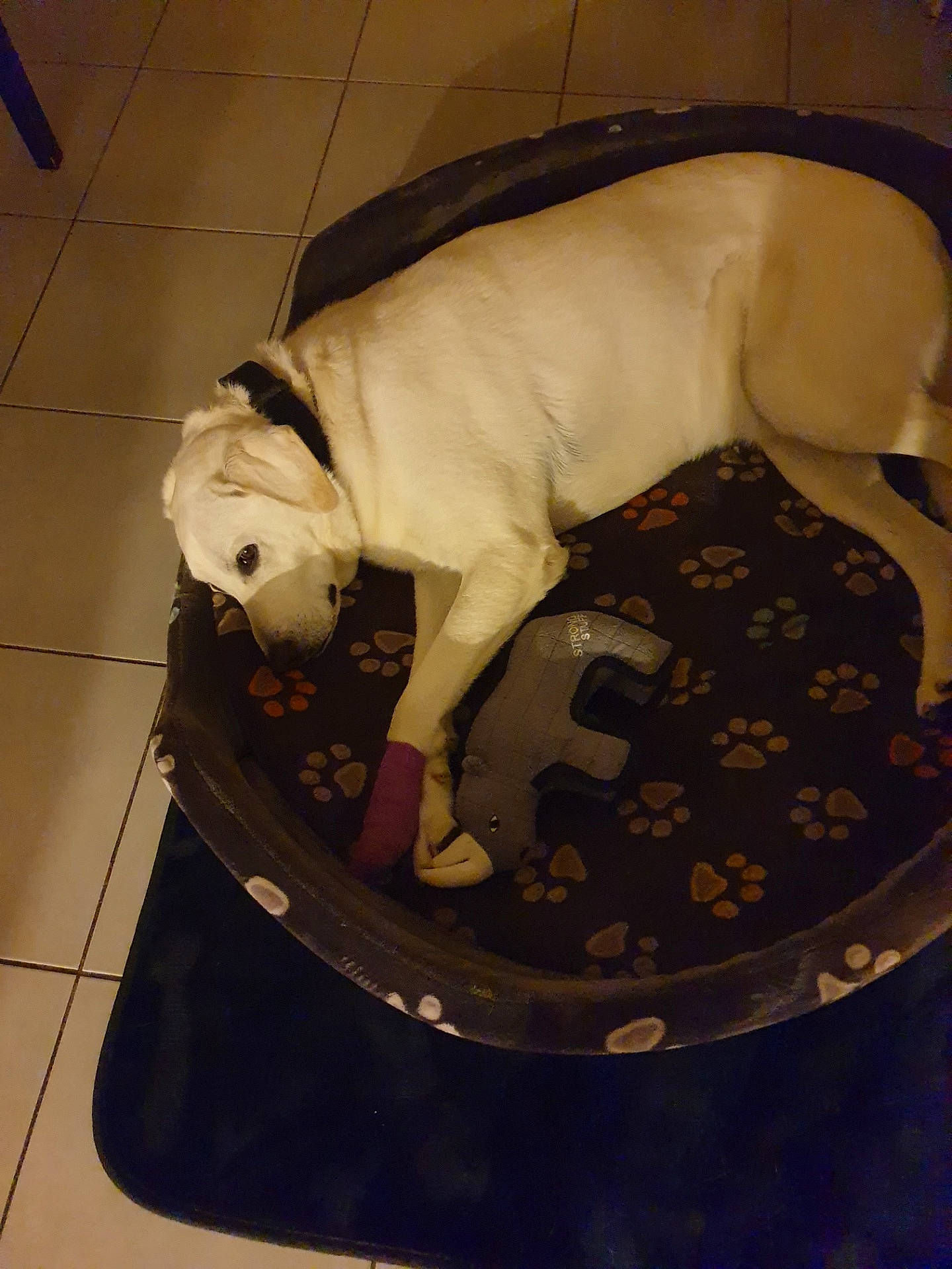 Gasper participe au concours pour gagner de l'argent avec cette photo : canidae, carnivore, collar, comfort, companion_dog, dog, dog_breed, dog_clothes, dog_collar, dog_supply, fawn, flooring, paw, pet_supply, pug, snout, sporting_group, tail, toy_dog, working_animal