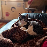 Asuka a rejoint le concours — aidez-le/la à gagner de superbes lots ! cat, tabby_cat, blanket, couch, indoor, window, curtain, furniture, pattern, cozy, pet, animal, relaxing, home, soft_light, blurred_background, domestic, resting, warm_colors, leisure