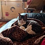 cat, tabby_cat, blanket, couch, indoor, window, curtain, furniture, pattern, cozy, pet, animal, relaxing, home, soft_light, blurred_background, domestic, resting, warm_colors, leisure