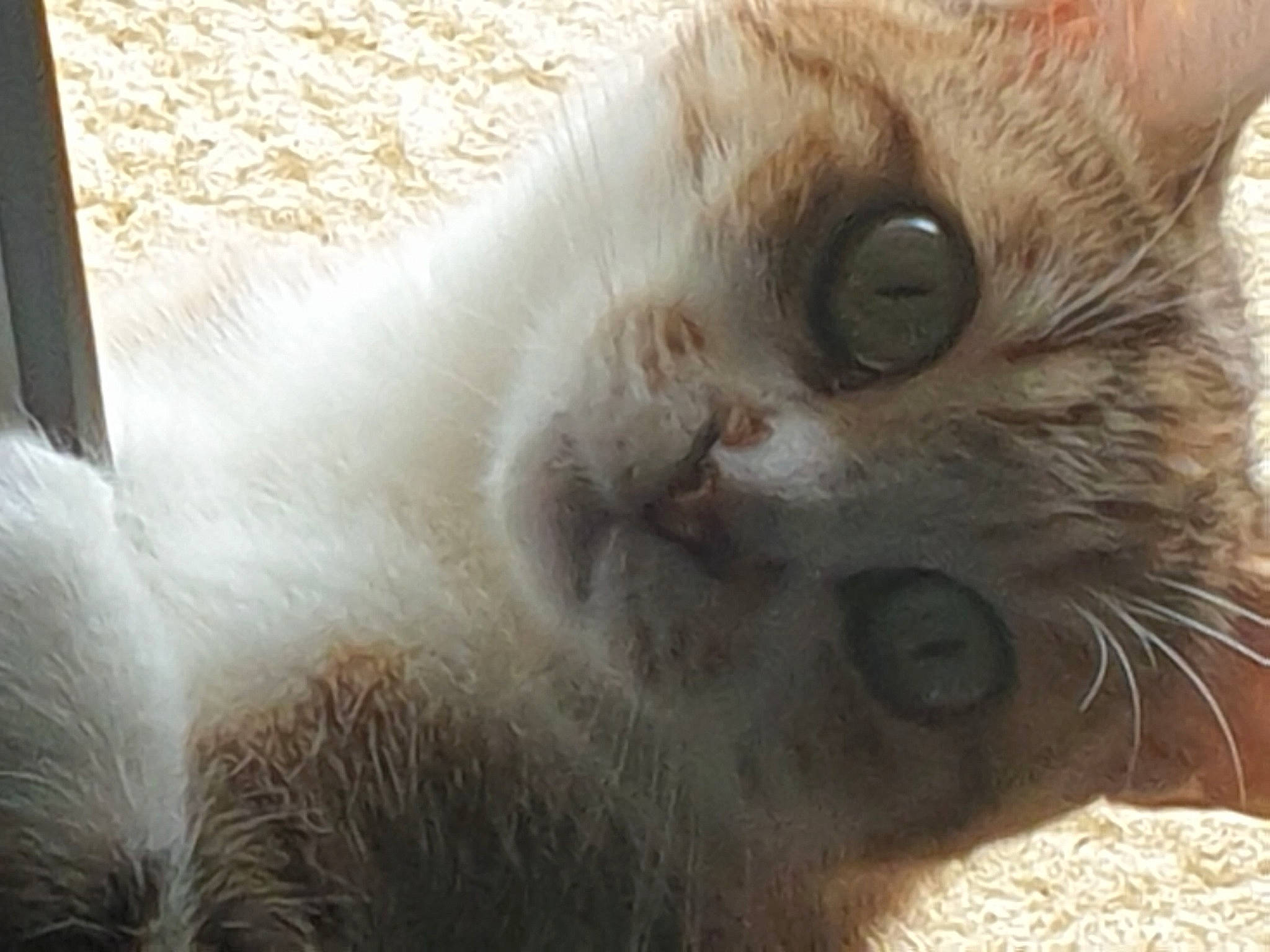 Duchesse a rejoint le concours — aidez-le/la à gagner de superbes lots ! carnivore, cat, claw, close_up, domestic_short_haired_cat, fawn, felidae, fur, paw, small_to_medium_sized_cats, snout, terrestrial_animal, whiskers