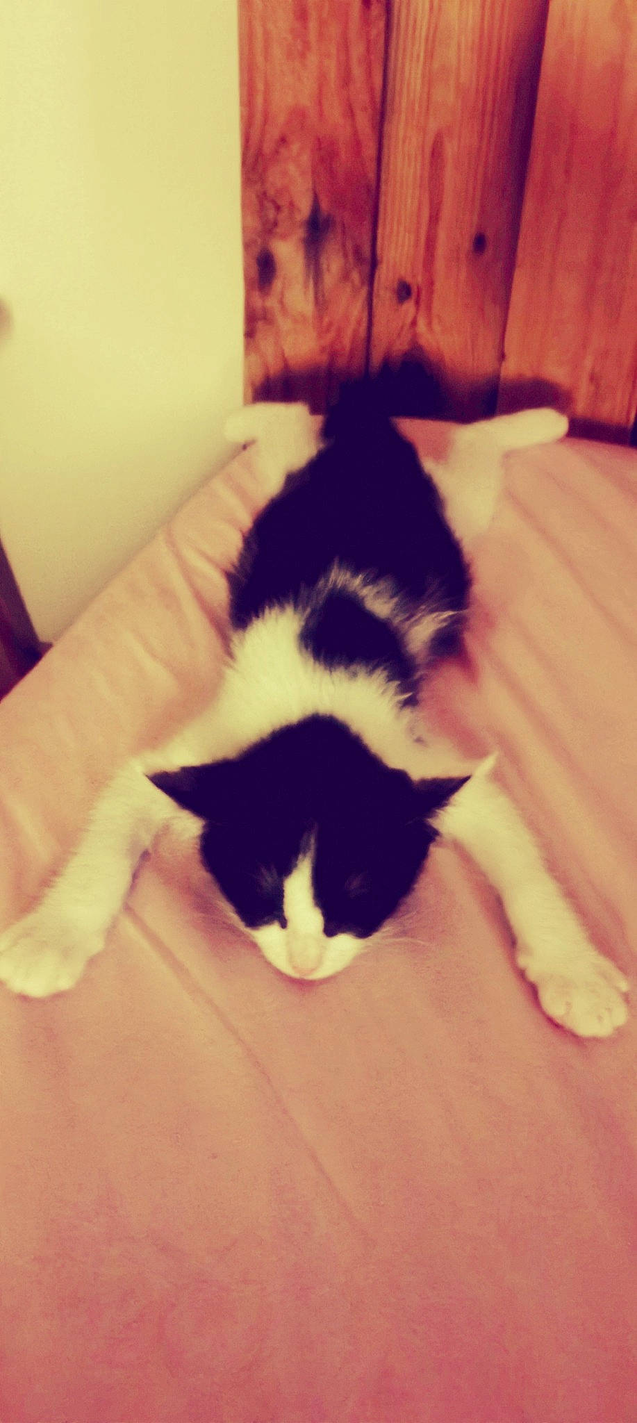 Plume participe au concours pour gagner de l'argent avec cette photo : carnivore, cat, claw, comfort, domestic_short_haired_cat, felidae, flooring, foot, fur, hardwood, human_leg, paw, room, small_to_medium_sized_cats, snout, square, tail, tints_and_shades, whiskers, wood