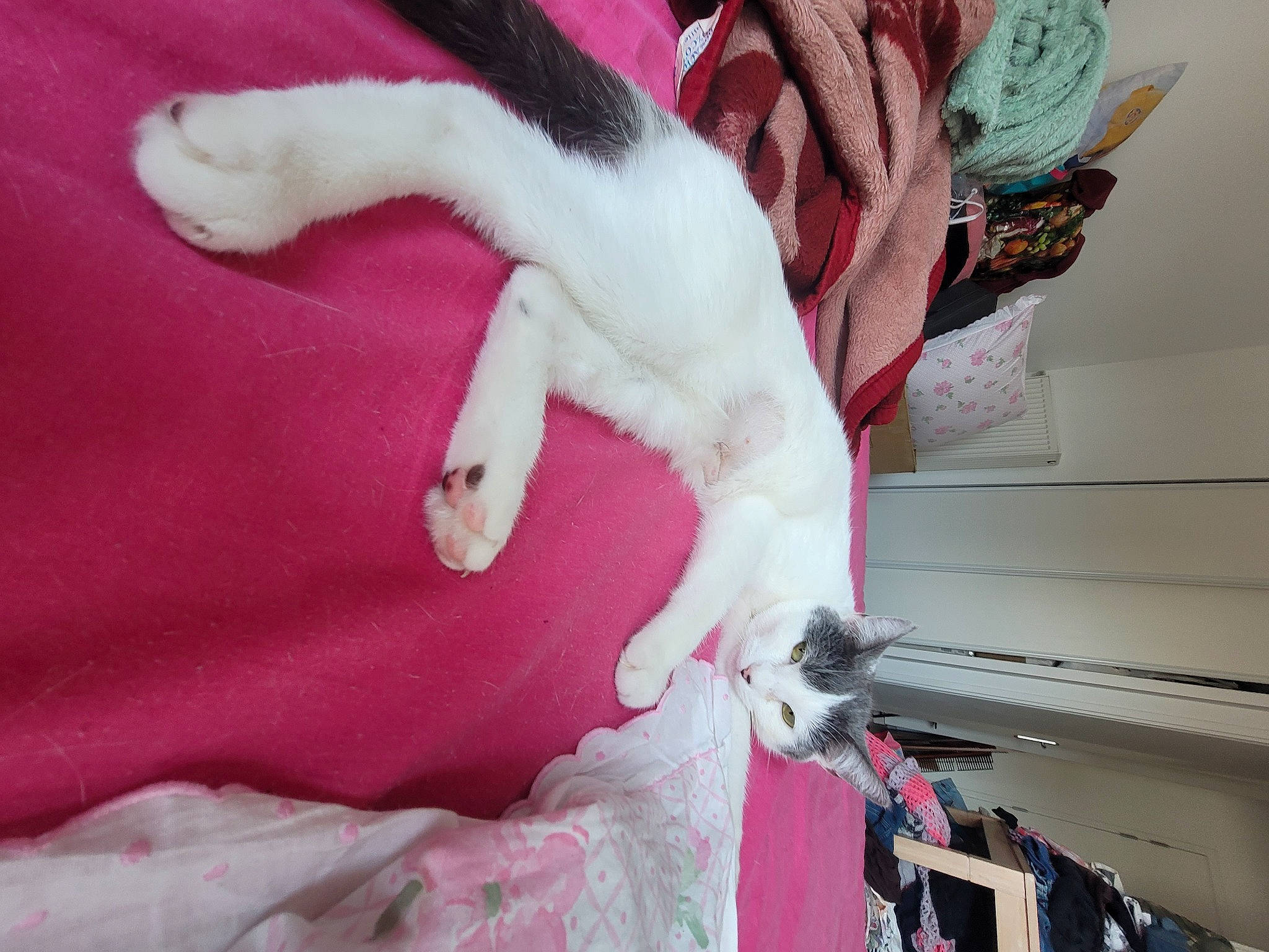 Princess participe au concours pour gagner de l'argent avec cette photo : canidae, carmine, carnivore, cat, claw, comfort, domestic_short_haired_cat, felidae, fur, linens, magenta, nap, paw, pink, room, small_to_medium_sized_cats, tail, textile, tree, whiskers