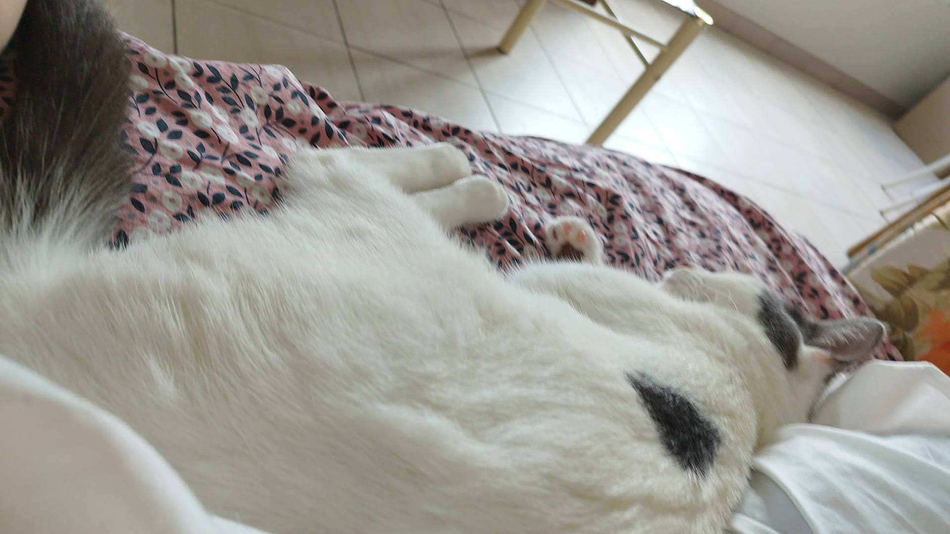 Princess a rejoint le concours — aidez-le/la à gagner de superbes lots ! bedding, canidae, carnivore, claw, comfort, companion_dog, dog_breed, duvet, fawn, felidae, fur, linens, small_to_medium_sized_cats, sporting_group, tail, terrestrial_animal, whiskers, wood, wool, working_animal