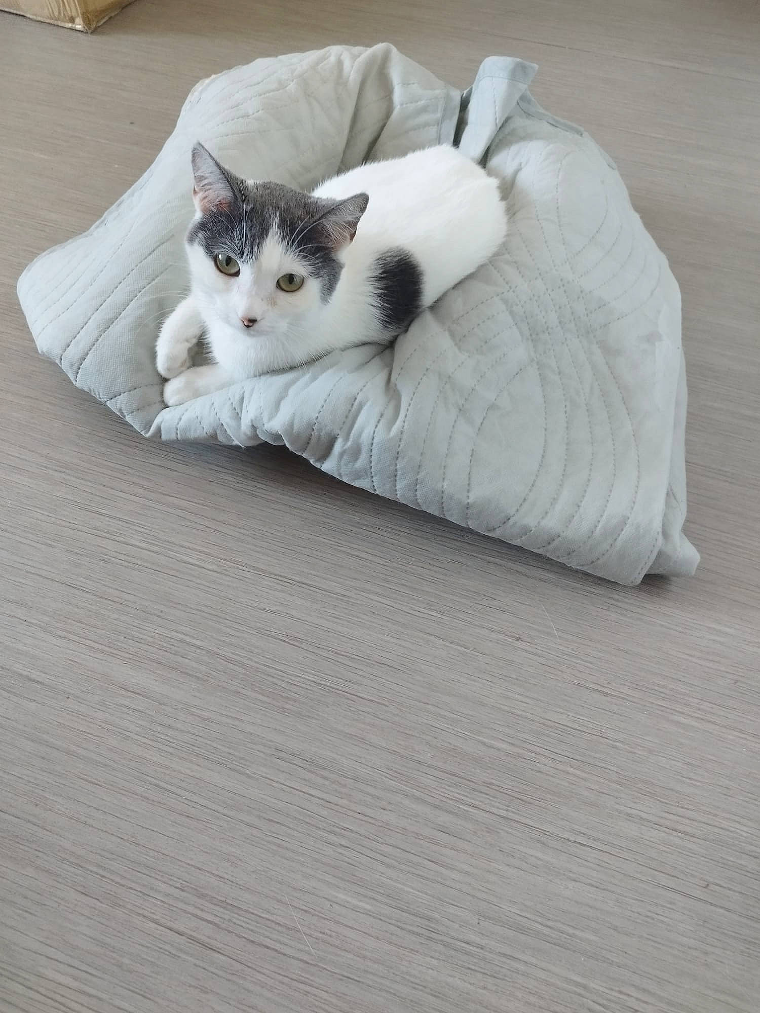 Princess participe au concours pour gagner de l'argent avec cette photo : bedding, carnivore, cat, comfort, domestic_short_haired_cat, felidae, flooring, fur, grey, hardwood, linens, nap, paw, sitting, small_to_medium_sized_cats, tail, whiskers, wood