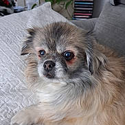 Fleur participe au concours pour gagner de l'argent avec cette photo : dog, fluffy, pet, indoor, quilt, blanket, couch, fur, face, ears, nose, eyes, home, decor, plant, relaxed, animal, companion, cozy, portrait