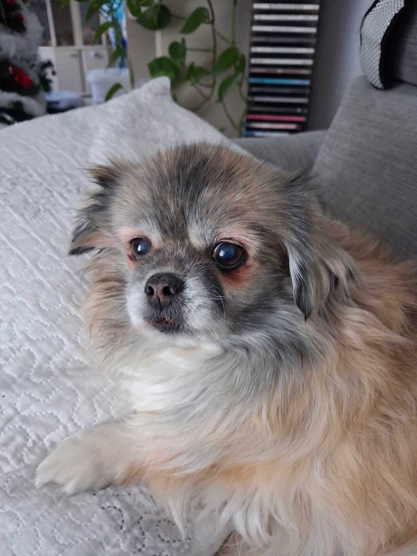 Fleur participe au concours pour gagner de l'argent avec cette photo : dog, fluffy, pet, indoor, quilt, blanket, couch, fur, face, ears, nose, eyes, home, decor, plant, relaxed, animal, companion, cozy, portrait