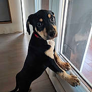 Ava a rejoint le concours — aidez-le/la à gagner de superbes lots ! puppy, dog, black_and_tan, indoor, glass_door, curious, standing, hind_legs, paws, window, floor, reflection, pet, young_dog, collar, looking_outside, canine, animal, cute, domestic