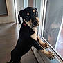 puppy, dog, black_and_tan, indoor, glass_door, curious, standing, hind_legs, paws, window, floor, reflection, pet, young_dog, collar, looking_outside, canine, animal, cute, domestic