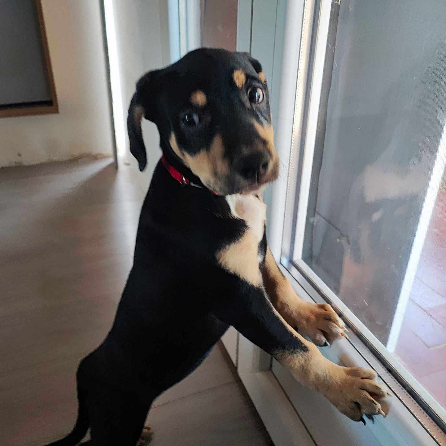 Ava a rejoint le concours — aidez-le/la à gagner de superbes lots ! animal, black_and_tan, canine, collar, curious, cute, dog, domestic, floor, glass_door, hind_legs, indoor, looking_outside, paws, pet, puppy, reflection, standing, window, young_dog