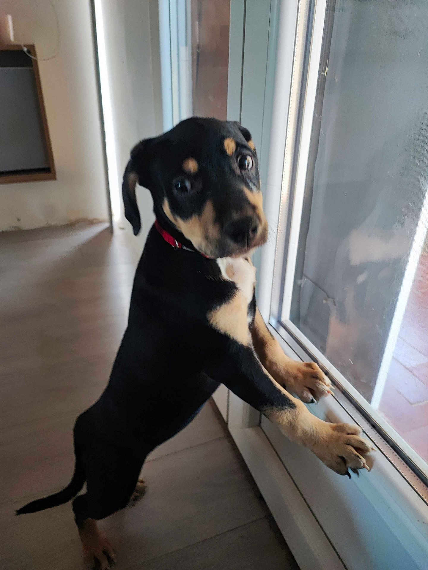 Ava a rejoint le concours — aidez-le/la à gagner de superbes lots ! puppy, dog, black_and_tan, indoor, glass_door, curious, standing, hind_legs, paws, window, floor, reflection, pet, young_dog, collar, looking_outside, canine, animal, cute, domestic