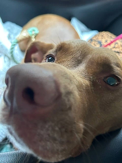 Autumn is registered to the contest to win money with this photo: canidae, carnivore, close_up, companion_dog, dog, dog_breed, ear, eyelash, fawn, fur, jaw, liver, nose, selfie, small_to_medium_sized_cats, snout, sporting_group, whiskers, working_animal, wrinkle