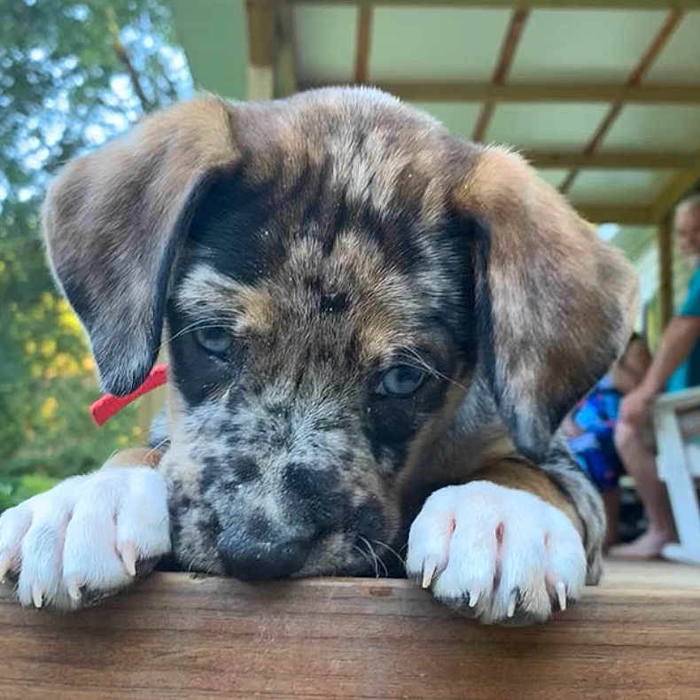 Bailey Grace Lopez