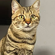 Pepper participe au concours pour gagner de l'argent avec cette photo : cat, tabby, feline, pet, animal, striped, whiskers, ears, fur, closeup, indoor, portrait, alert, eyes, cute, mammal, domestic, soft, sitting, face