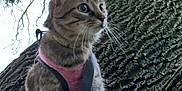 Pepper participe au concours pour gagner de l'argent avec cette photo : cat, tabby_cat, harness, tree, bark, whiskers, outdoor, pet, animal, fur, closeup, nature, curious, side_view, leaf, branch, mammal, cute, alert, wildlife