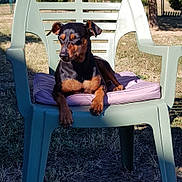 Hinna participe au concours pour gagner de l'argent avec cette photo : backyard, bench, chair, dog, dog_like_mammal, furniture, mammal, outdoor_furniture, sitting, table