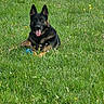 dog, german_shepherd, grass, meadow, wildflowers, toy, blue_toy, outdoor, nature, pet, animal, tongue_out, lying_down, greenery, summer, canine, happy, playful, ears_up, daytime