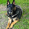 german_shepherd, dog, canine, pet, animal, grass, outdoor, nature, laying, ears_up, alert, fur, brown, black, looking, muzzle, paws, ground, daylight, portrait