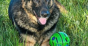 Poker participe au concours pour gagner de l'argent avec cette photo : dog, german_shepherd, grass, outdoor, toy, green_ball, pet, animal, playful, sunlight, tongue_out, happy, nature, summer, ears_up, fur, muzzle, canine, resting, closeup