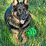 dog, german_shepherd, grass, outdoor, toy, green_ball, pet, animal, playful, sunlight, tongue_out, happy, nature, summer, ears_up, fur, muzzle, canine, resting, closeup