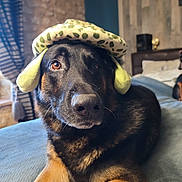 Poker participe au concours pour gagner de l'argent avec cette photo : dog, german_shepherd, pet, bed, indoor, plush_toy, animal, canine, fur, cute, cozy, resting, brown, black, portrait, looking_up, domestic, companion, soft, toy
