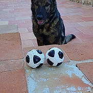 June a rejoint le concours — aidez-le/la à gagner de superbes lots ! dog, dog_breed, dog_breed_group, dog_like_mammal, east_european_shepherd, german_shepherd_dog, kunming_wolfdog, snout, street_dog